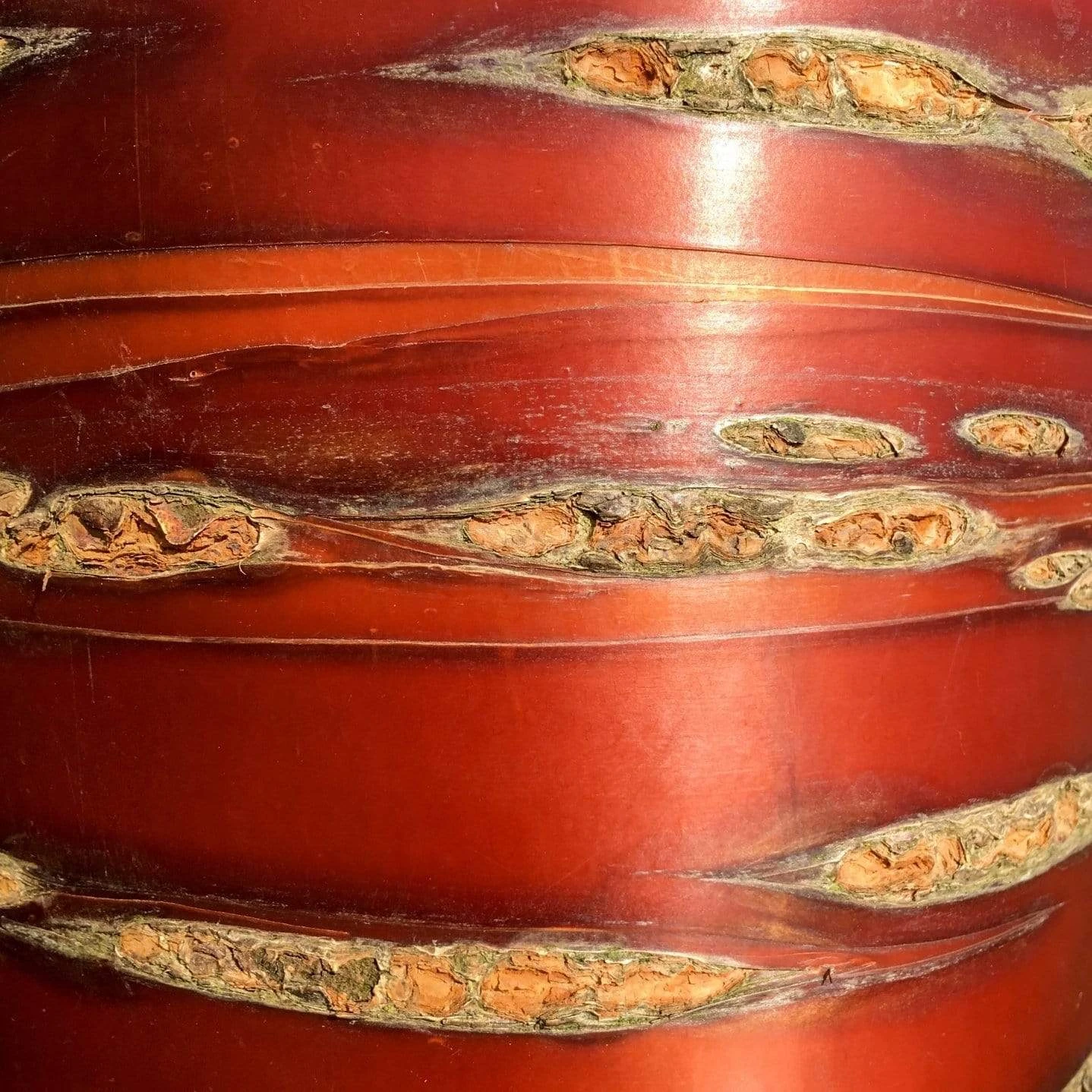 Multi Stem Tibetan Cherry Tree | Prunus Serrula 4 Multi Stem Tibetan Cherry Tree | Prunus Serrula - Image 2