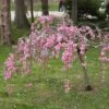 Single Pink Weeping Cherry Blossom Tree | Prunus Pendula Rubra -Bloom And Harvest ORN0040 2