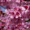 Small Pink Cherry Blossom Tree | Prunus 'Okame' -Bloom And Harvest ORN0044 1