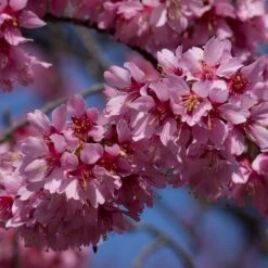 Small Pink Cherry Blossom Tree | Prunus 'Okame' -Bloom And Harvest ORN0044 3