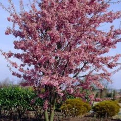 Small Pink Cherry Blossom Tree | Prunus 'Okame' -Bloom And Harvest ORN0044 4