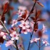 Black Cherry Plum Tree | Prunus Cerasifera 'Nigra' -Bloom And Harvest ORN0047 1
