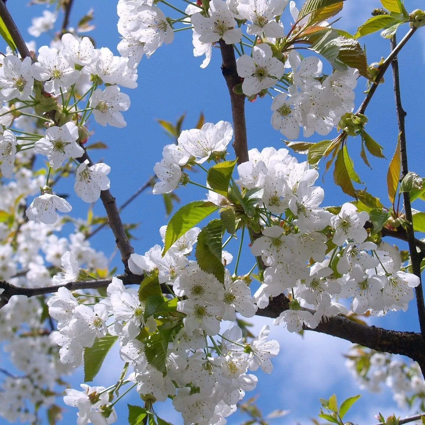Great White Cherry Blossom Tree | Prunus 'Tai-Haku' 3 Great White Cherry Blossom Tree | Prunus 'Tai-Haku'