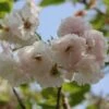 Blushing Bride Cherry Blossom Tree | Prunus 'Shogetsu' -Bloom And Harvest ORN0051 1
