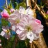 Japanese Cherry Blossom Tree | Prunus Shirofugen -Bloom And Harvest ORN0053 1