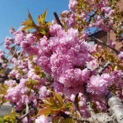 Cheal's Weeping Cherry Blossom Tree | Prunus Kiku Shidare Zakura -Bloom And Harvest ORN0058 4