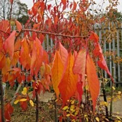 Cheal's Weeping Cherry Blossom Tree | Prunus Kiku Shidare Zakura -Bloom And Harvest ORN0058 6