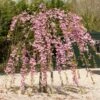 Cheal's Weeping Cherry Blossom Tree | Prunus Kiku Shidare Zakura 1 Cheal's Weeping Cherry Blossom Tree | Prunus Kiku Shidare Zakura -Bloom And Harvest ORN0058 9