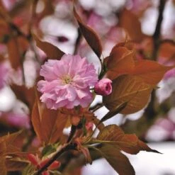 Japanese Cherry Blossom Tree | Prunus Serrulata 'Kanzan' -Bloom And Harvest ORN0060 1
