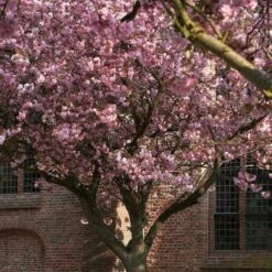 Japanese Cherry Blossom Tree | Prunus Serrulata 'Kanzan' -Bloom And Harvest ORN0060 2