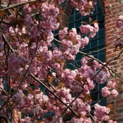 Japanese Cherry Blossom Tree | Prunus Serrulata 'Kanzan' -Bloom And Harvest ORN0060 3