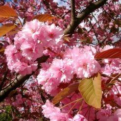 Japanese Cherry Blossom Tree | Prunus Serrulata 'Kanzan' -Bloom And Harvest ORN0060 4