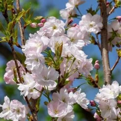 Flagpole Cherry Blossom Tree | Prunus Amanogawa -Bloom And Harvest ORN0063 3