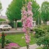 Flagpole Cherry Blossom Tree | Prunus Amanogawa -Bloom And Harvest ORN0063 new