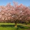 Accolade Pink Cherry Blossom Tree 2 Accolade Pink Cherry Blossom Tree -Bloom And Harvest ORN0064 6