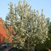 John Downie Crabapple Tree -Bloom And Harvest ORN0073 1