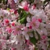 Japanese Crabapple Tree | Malus Floribunda -Bloom And Harvest ORN0074 1