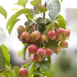 Japanese Crabapple Tree | Malus Floribunda -Bloom And Harvest ORN0074 3