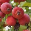 'Jelly King' Crabapple Tree -Bloom And Harvest ORN0096 2