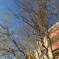 Corkscrew Willow | Salix Matsudana 'Tortuosa' -Bloom And Harvest ORN0100 2