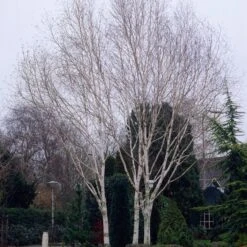 Himalayan Birch Tree | Betula Utilis Jacquemontii -Bloom And Harvest ORN0102 1