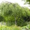 Weeping Silver Birch Tree | Betula Pendula Youngii -Bloom And Harvest ORN0103 1