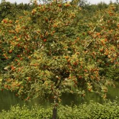 Scarlet Japanese Rowan Tree | Sorbus Commixta 'Embley' -Bloom And Harvest ORN0139 6