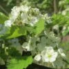 Double White Hawthorn Tree | Crataegus Laevigata 'Plena' -Bloom And Harvest ORN0189 1