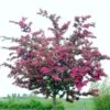 Double Pink Hawthorn Tree | Crataegus Laevigata 'Rosea Flore Pleno' -Bloom And Harvest ORN0190 1