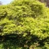 Green Weeping Japanese Maple Tree | Acer Palmatum 'Dissectum' -Bloom And Harvest ORN0197 1