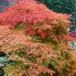Green Weeping Japanese Maple Tree | Acer Palmatum 'Dissectum' -Bloom And Harvest ORN0197 3