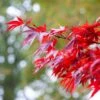 Red Japanese Maple Tree | Acer Palmatum 'Fireglow' -Bloom And Harvest ORN0198 1