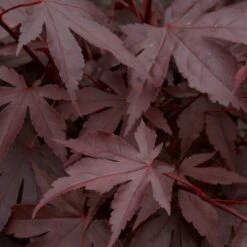 Red Japanese Maple Tree | Acer Palmatum 'Fireglow' -Bloom And Harvest ORN0198 3
