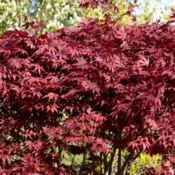 Red Japanese Maple Tree | Acer Palmatum 'Fireglow' -Bloom And Harvest ORN0198 4