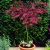 Red Weeping Japanese Maple Tree | Acer Palmatum 'Garnet' -Bloom And Harvest ORN0200 1