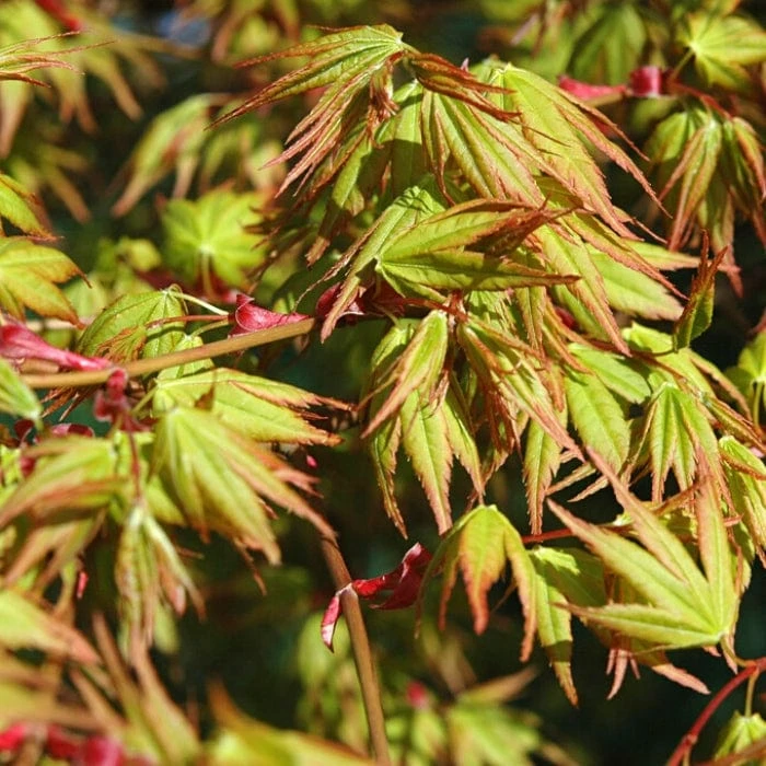 Japanese Maple Tree | Acer Palmatum 'Katsura' 4 Japanese Maple Tree | Acer Palmatum 'Katsura' - Image 2
