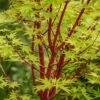 Coral Bark Japanese Maple Tree | Acer Palmatum 'Sangokaku' -Bloom And Harvest ORN0204 1