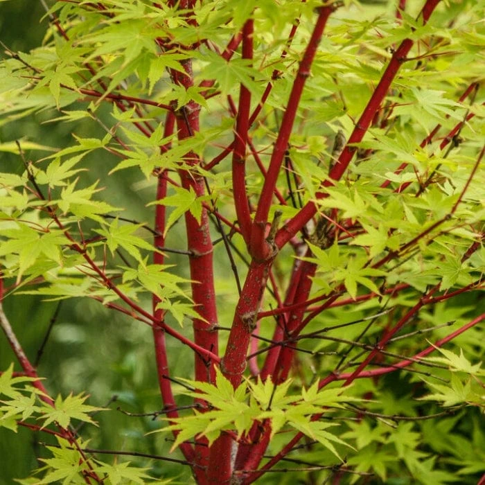 Coral Bark Japanese Maple Tree | Acer Palmatum 'Sangokaku' 3 Coral Bark Japanese Maple Tree | Acer Palmatum 'Sangokaku'