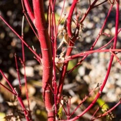 Coral Bark Japanese Maple Tree | Acer Palmatum 'Sangokaku' 11 Coral Bark Japanese Maple Tree | Acer Palmatum 'Sangokaku' -Bloom And Harvest ORN0204 6