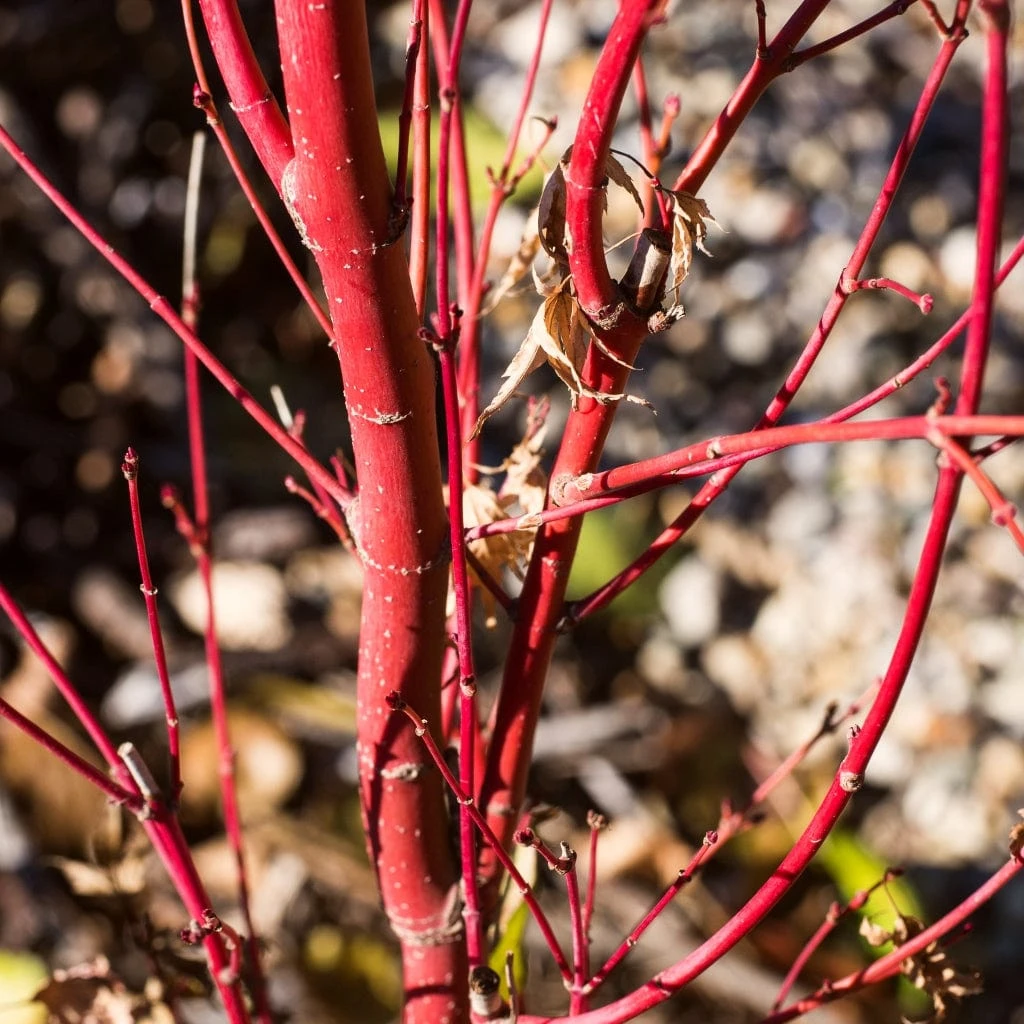 Coral Bark Japanese Maple Tree | Acer Palmatum 'Sangokaku' 6 Coral Bark Japanese Maple Tree | Acer Palmatum 'Sangokaku' - Image 4