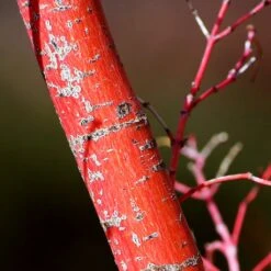 Coral Bark Japanese Maple Tree | Acer Palmatum 'Sangokaku' 13 Coral Bark Japanese Maple Tree | Acer Palmatum 'Sangokaku' -Bloom And Harvest ORN0204 7