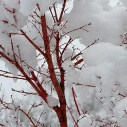 Coral Bark Japanese Maple Tree | Acer Palmatum 'Sangokaku' 12 Coral Bark Japanese Maple Tree | Acer Palmatum 'Sangokaku' -Bloom And Harvest ORN0204 8