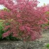 Variegated Japanese Maple Tree | Acer Palmatum 'Shirazz' 1 Variegated Japanese Maple Tree | Acer Palmatum 'Shirazz' -Bloom And Harvest ORN0206 1