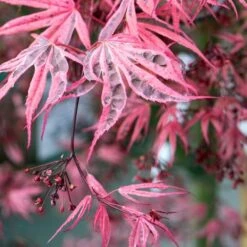 Variegated Japanese Maple Tree | Acer Palmatum 'Shirazz' -Bloom And Harvest ORN0206 4