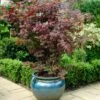 Purple Japanese Maple Tree | Acer Palmatum 'Atropurpureum' -Bloom And Harvest ORN0207 1
