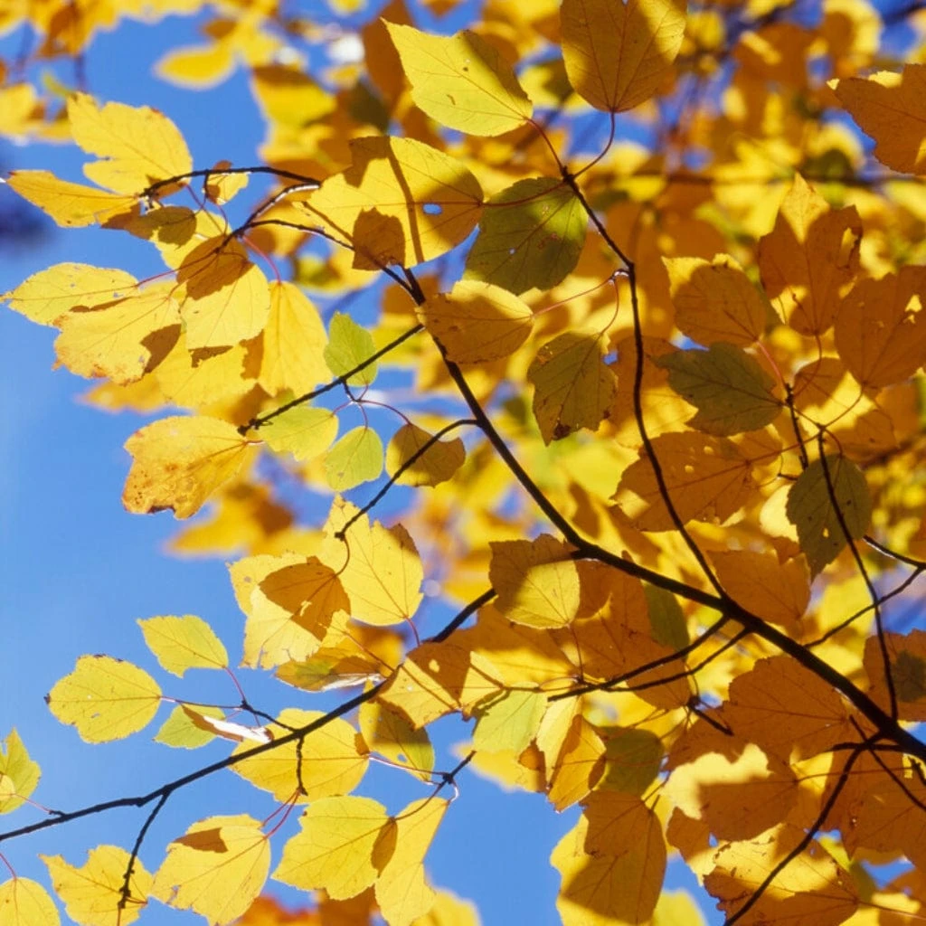 Canadian Red Maple Tree | Acer Rubrum 4 Canadian Red Maple Tree | Acer Rubrum - Image 2