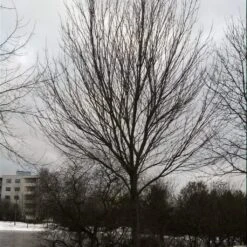 Canadian Red Maple Tree | Acer Rubrum 13 Canadian Red Maple Tree | Acer Rubrum -Bloom And Harvest ORN0212 3