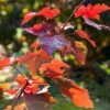 Canadian Red Maple Tree | Acer Rubrum 'Fairview Flame' -Bloom And Harvest ORN0213 1