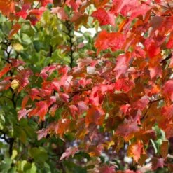 Canadian Red Maple Tree | Acer Rubrum 'Fairview Flame' -Bloom And Harvest ORN0213 3