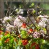 'Royal Beauty' Weeping Crabapple Tree -Bloom And Harvest ORN0224 1
